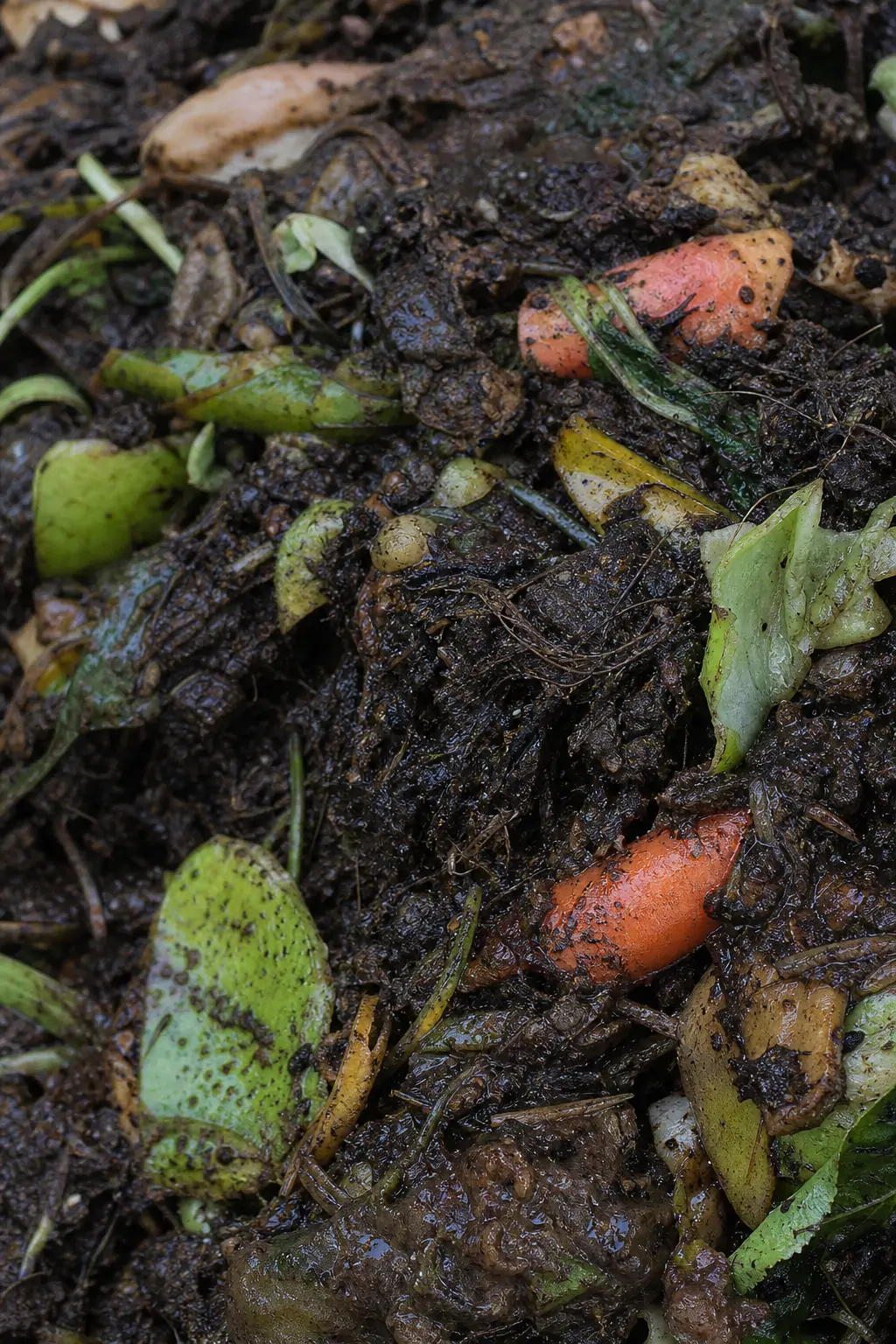 Wet, dense compost pile showing signs of excess nitrogen and poor airflow